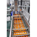 Fresh grape orange coconut Juice processing Production Line